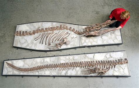 Giant Reptile That Terrorised The Sea 100 Million Years Ago Could Fetch £120000