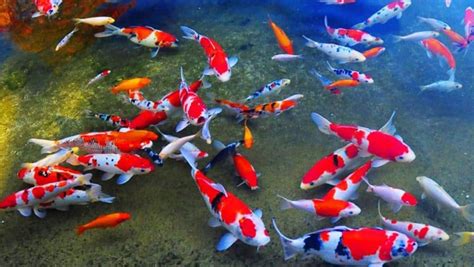 7 Ikan Hias Air Tawar Termahal dan Karakteristiknya - ArenaHewan.com