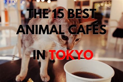 The 15 Best Animal Cafés In Tokyo The Tokyo Tourist