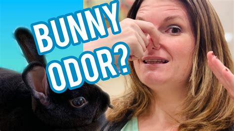 My Bunny Stinks 6 Amazing Tips To Keep Your Bunny Home Odor Free Youtube