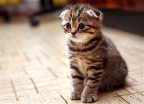 Scottish Fold Cats Cat Cute The Social Network For