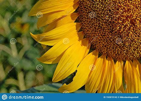Photography Of TheÂ Common Sunflower Helianthus Annuus Stock Photo