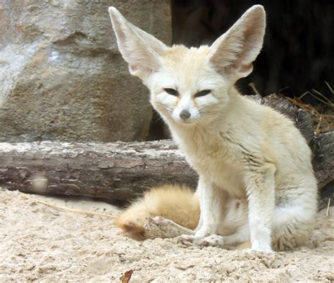 the miracles of life fennec fox