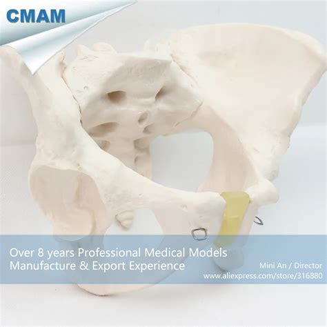 Professional Educational Female Pelvis Section Anatomy Medical Model It