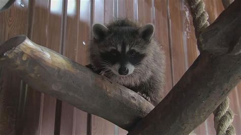 Video Baby Raccoon Puppy Are Best Friends Abc News