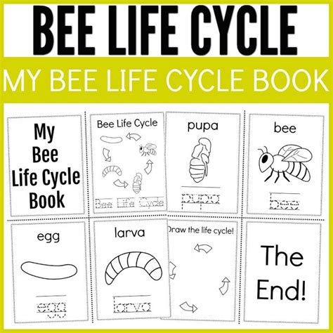Printable Bee Life Cycle Worksheet Printable Templates