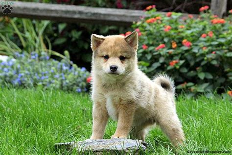 Cute Shiba Inu Mini Poodle Mix L2sanpiero