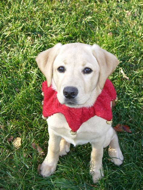 Hi & thank you for looking at our ad for our beautiful stunning black labrador puppies kc registered family reared will be wormed and vaccinated when leaving mother chocolate lab kc reg father fox red lab kc reg both lovely. Labrador Retriever Puppies for Sale in Connecticut