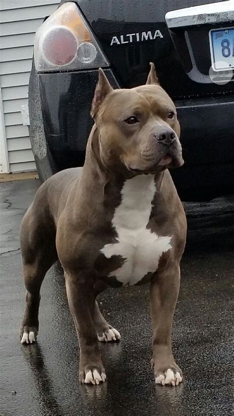 Big blue american pit bull terrier. American pitbull terrier / muscle dog / And I shall call ...