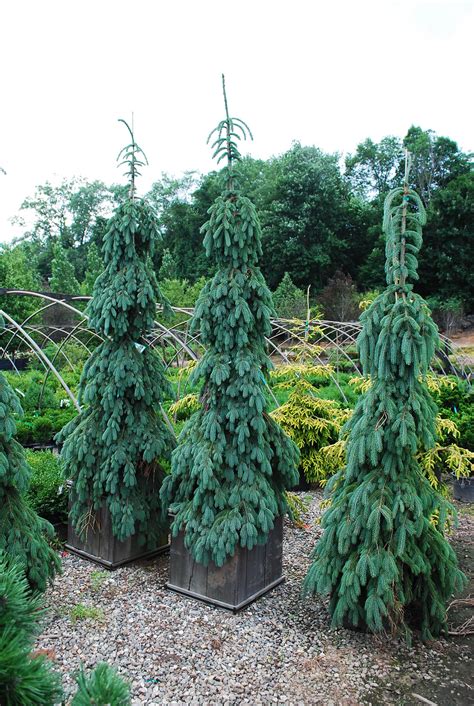 Weeping Evergreen Trees For Landscaping Weeping White Spruce In 2020