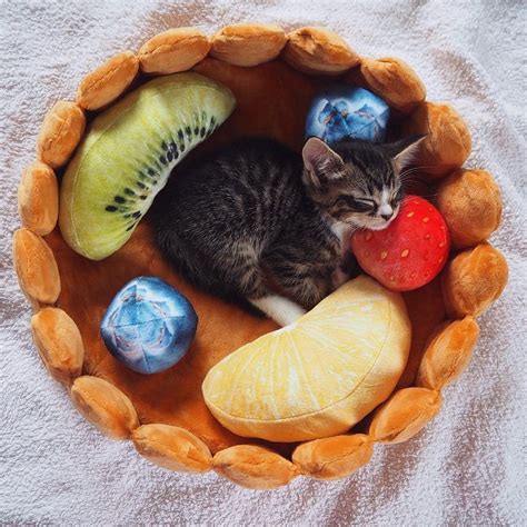 Cutest Cat Bed Ever The Fruit Tart Cat Bed Meowingtons