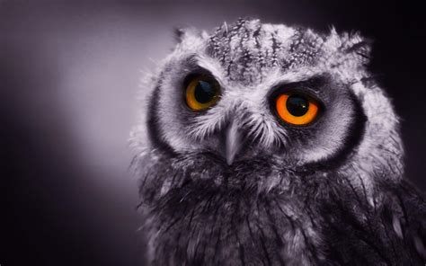 Free Owl Wallpapers Wallpaper Cave