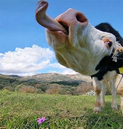 Funny Cow Face Selfie Photo 10 Animals Taking Selfie Like Humans