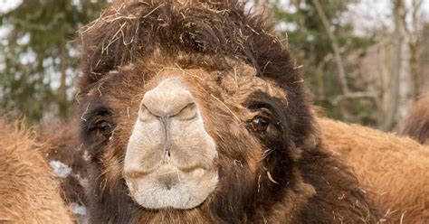 Swedish snus is much higher quality and cheaper. Bactrian Camels | ALASKA.ORG