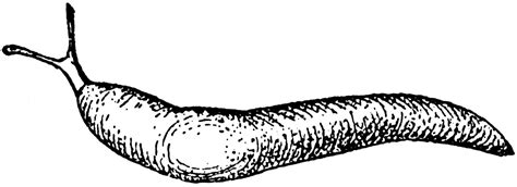 Slugs Clipart 20 Free Cliparts Download Images On Clipground 2024