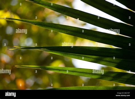 Tropical Green Pointed Palm Fronds Stock Photo Alamy