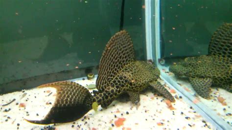 Leopard Hifin Pleco Close Up During Feeding Time Youtube