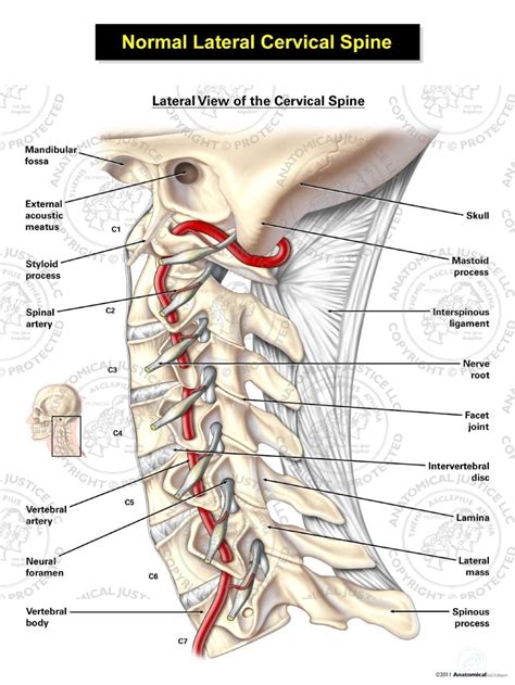 Cervical Spine Both Vertebral Arteries Transverse Illustration Libre De