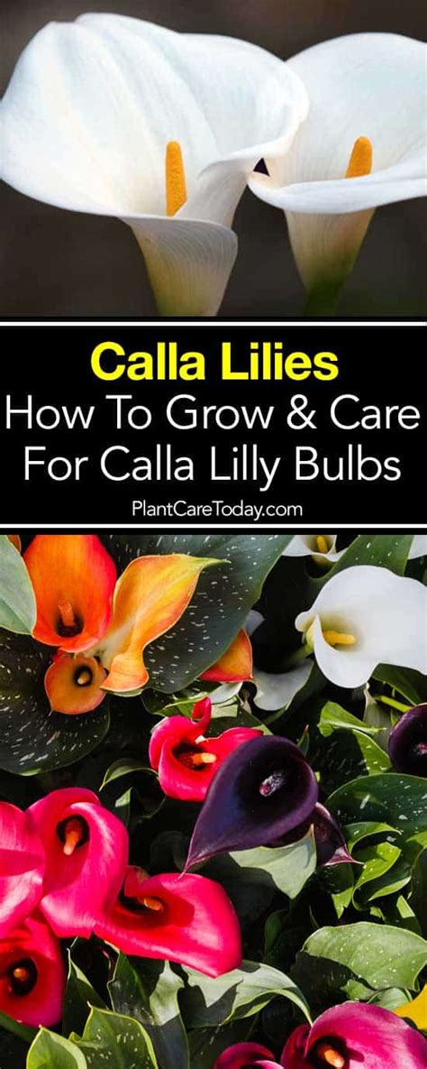 Growing Calla Lilies Tips On Calla Lily Plant Care How To