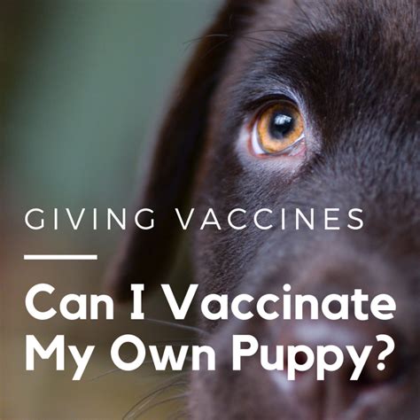 How To Do Puppy Vaccinations And Give Your Puppies Shots Pethelpful