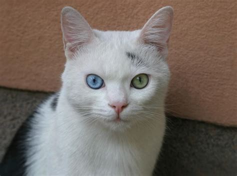 7 Beautiful Cat Eye Colors And How Rare They Are Lovetoknow Pets