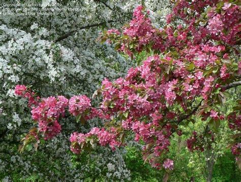 Plantfiles Pictures Malus Flowering Crabapple Adams Malus By