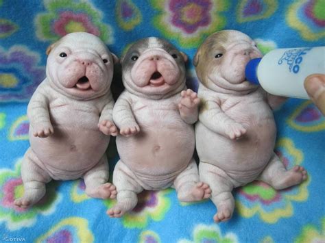 Most Adorable English Bulldog Newborn Puppies Cute Pet Pictures