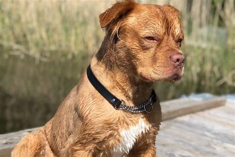 Golden Retriever Pitbull Mix A Unique Hybrid The World Will Love