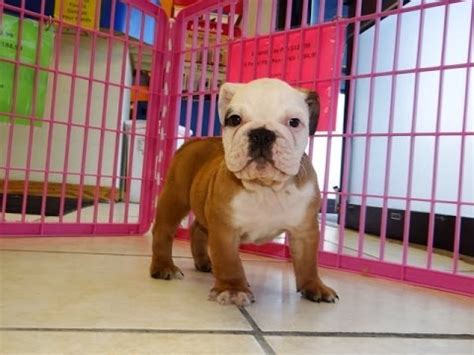 Find the perfect english bulldog puppy for sale in texas at next day pets. English Bulldog, Puppies, Dogs, For Sale, In Albany ...