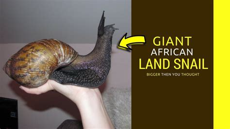 Facts About The Giant African Land Snail Otosection