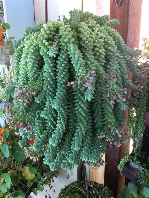 Buy Plant House Live Donkey Succulent Cactus Plant With Pot