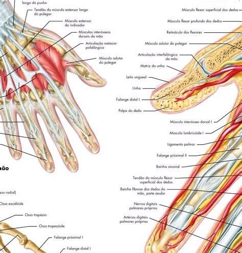 Poster Anatomia Da Mão 65x100cm Enfermagem Fisioterapia Mercado Livre