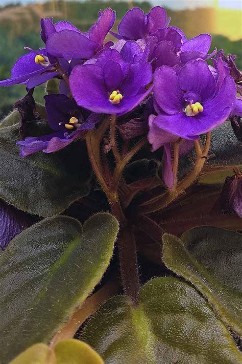 How To Propagate African Violets From Leaf Cuttings Gardeners Path