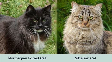 Norwegian Forest Cat Vs Siberian Cat Visual Differences And Overview