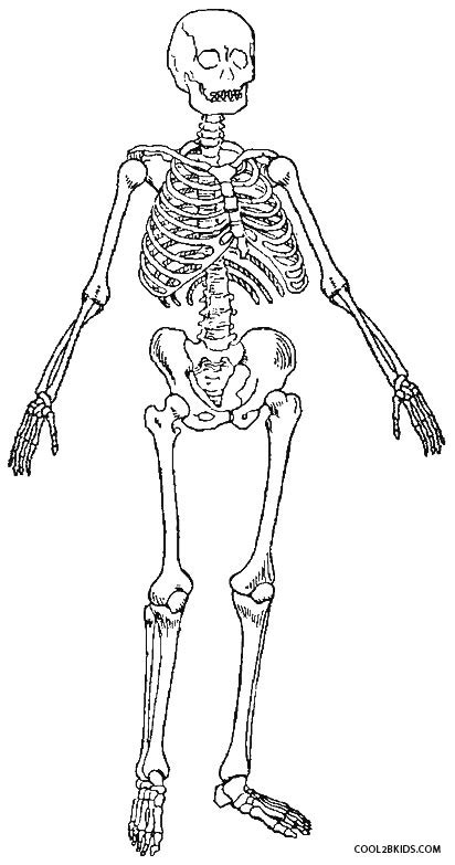 Check spelling or type a new query. Printable Skeleton Coloring Pages For Kids | Cool2bKids