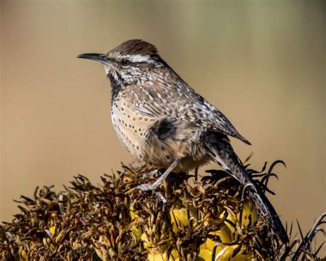 If you have ever wondered how long do cacti live, then you are not alone. Know which wrens live near you | READ THIS | Birdingbnb