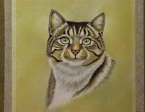 Draw And Paint Cats With Pastel Pencils With Colin Bradley Video