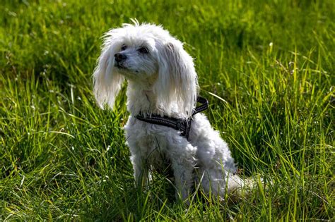 Chinese Crested Maltese Mix Crested Malt Info Pics Traits Facts
