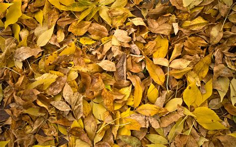 Download Wallpaper 3840x2400 Fallen Leaves Leaves Autumn Macro