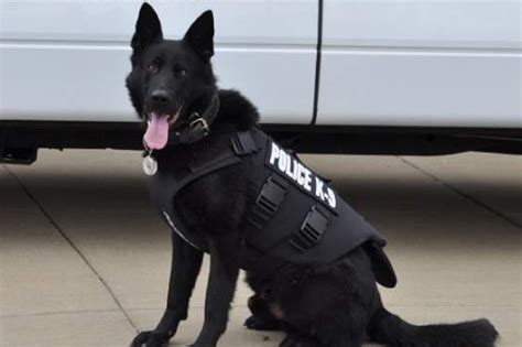 Police Dog Now Safer Thanks To Donation From Akc Club American Kennel