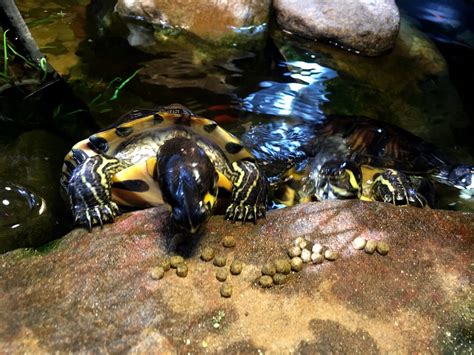 Red eared slider turtles for sale are so popular they are the most commonly kept water turtle in the world. IMG_2196 | Yellow Bellied Slider Turtles--It's about a few ...