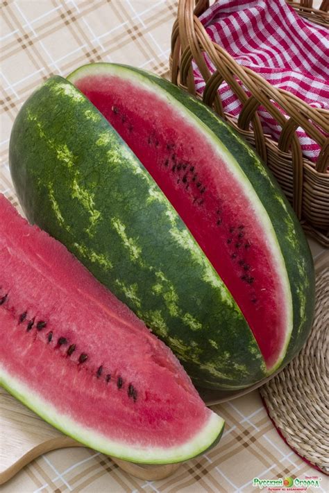 Wholesale Fresh Watermelon Fresh Watermelon For Sales Buy