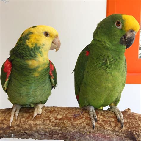 Amazon Parrots For Sale Exotic Pet Birds Inc