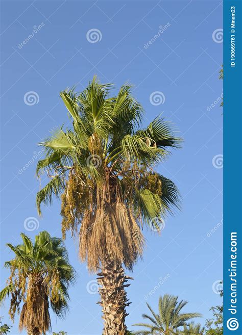 African Palm Tree From A Series Of Tropical Plants And Trees Stock