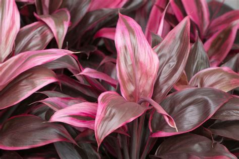Fall 2021 collection available now — save up to 30% on select items at michigan bulb 25 Perfect Florida Shade Plants in 2020 | Shade plants ...