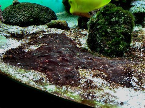 How To Fight Algae Overgrowth In Your Aquarium Algae Reef Tank The Cure