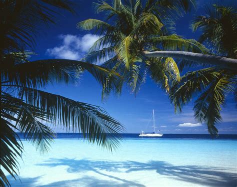 Tropical Ocean With Palm Trees And Sailboat Wall Mural