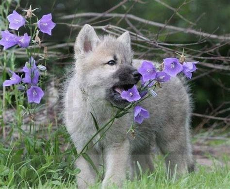 Even Wolves Take The Time To Smell The Flowers They May Eat Them