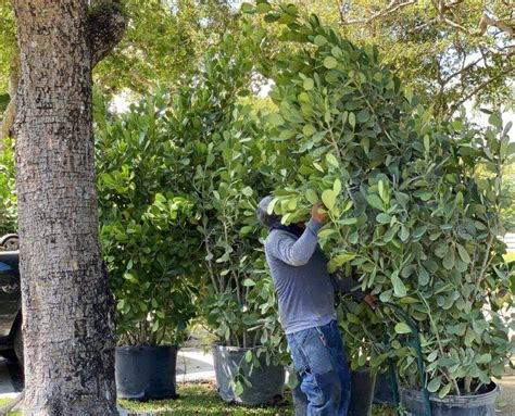 Tall Clusia And Podocarpus Privacy Hedges Miami Plants Privacy