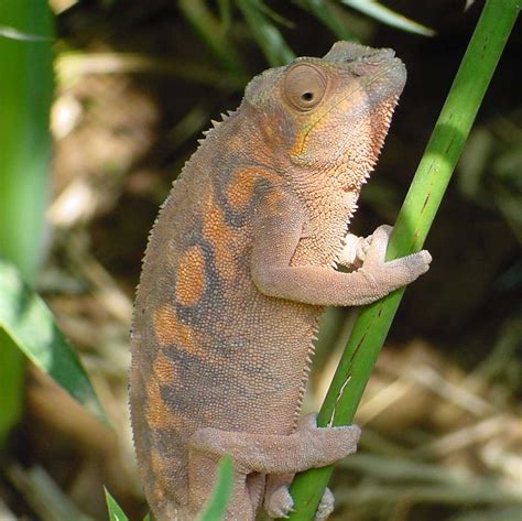 Panther Chameleon Care Chameleon Academy